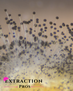 attic mold insulation replacement, Jenna Pendley, Extraction Pros, Foley, AL