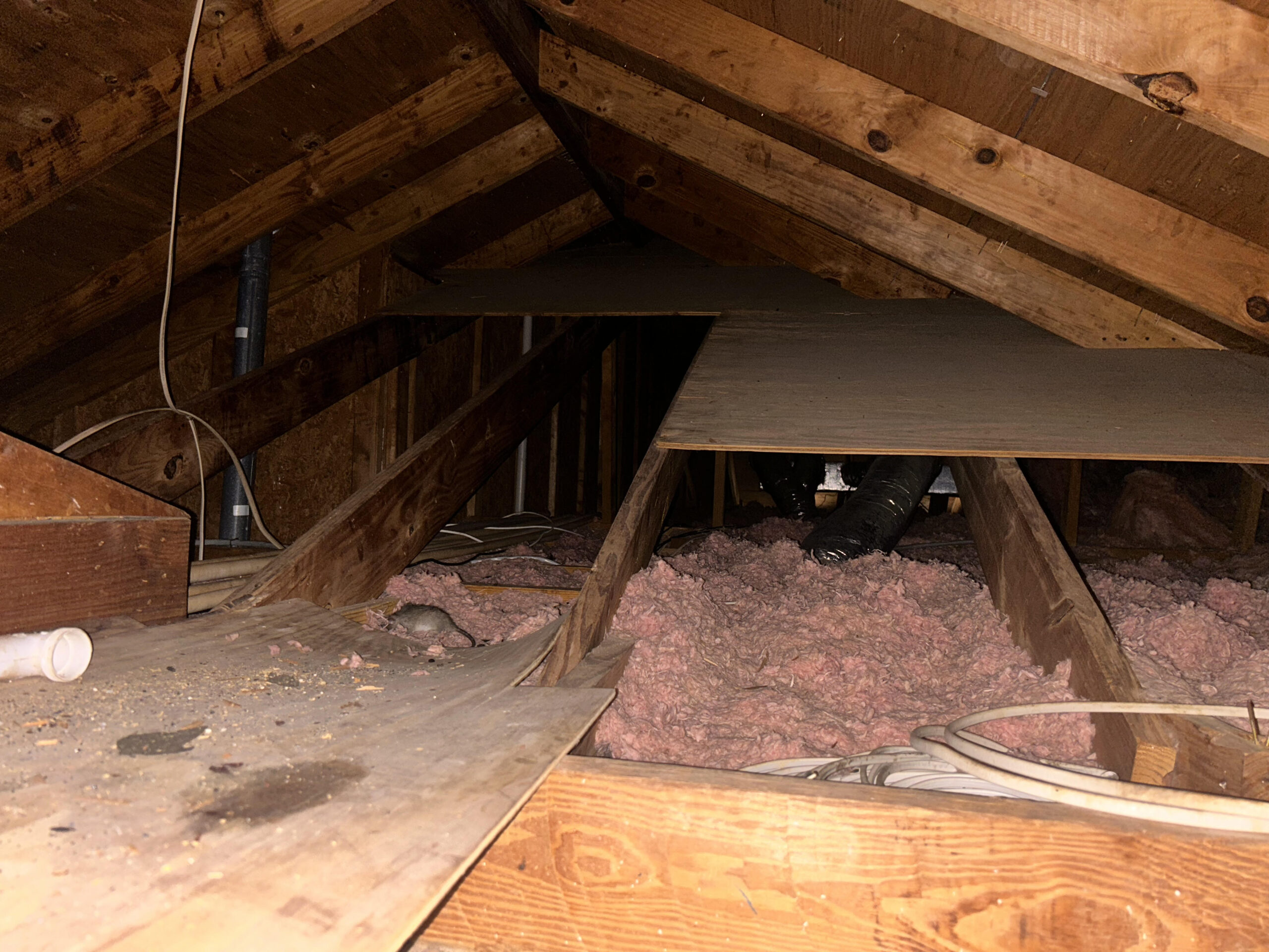 Discovering that your home's insulation is infested with rats can be a distressing revelation. Not only do these unwelcome guests pose health risks, but they can also cause significant damage to your property. Understanding the implications and how to address this issue is crucial for maintaining a safe and comfortable living environment.